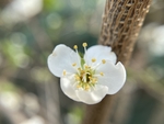 李子花