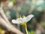 李子花