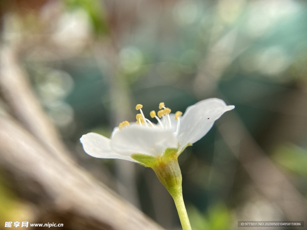 李子花