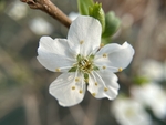 李子花