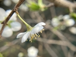 李子花