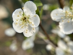 李子花
