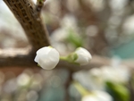 李子花
