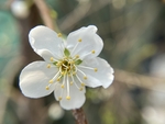 李子花