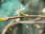 李子花