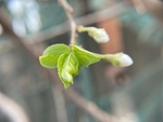 李子花