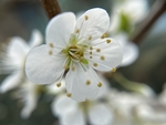 李子花