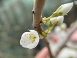 李子花