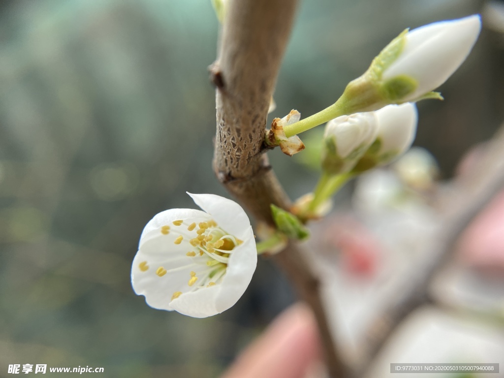 李子花