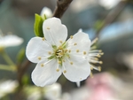 李子花
