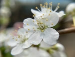李子花