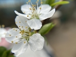 李子花