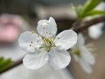 李子花