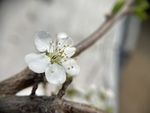 李子花