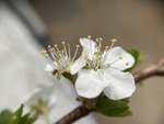 李子花