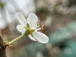 李子花