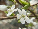 李子花
