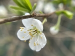 李子花