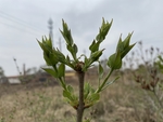 丁香