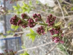 丁香