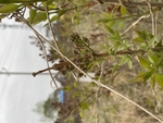 丁香
