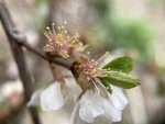 樱桃花