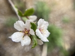 樱桃花