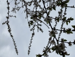 樱桃花