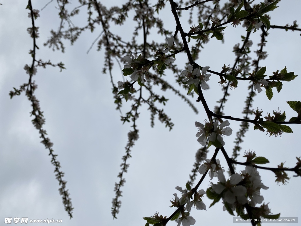 樱桃花