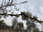 樱桃花