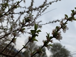 樱桃花