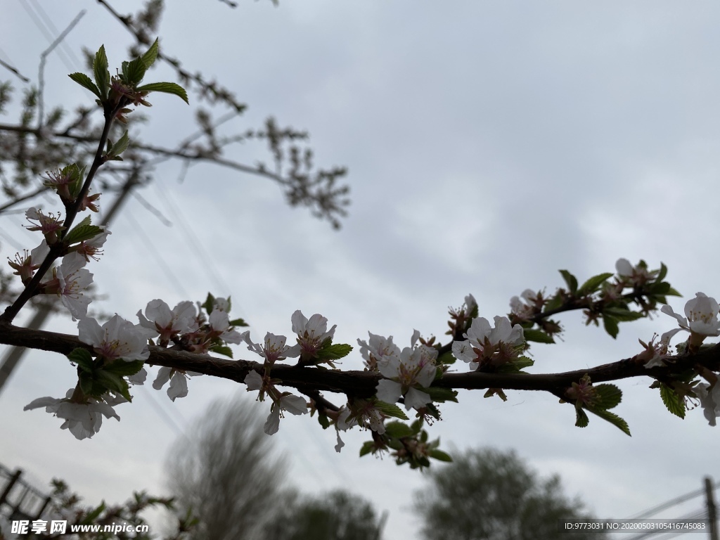 樱桃花