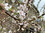 樱桃花