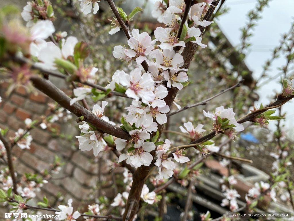 樱桃花