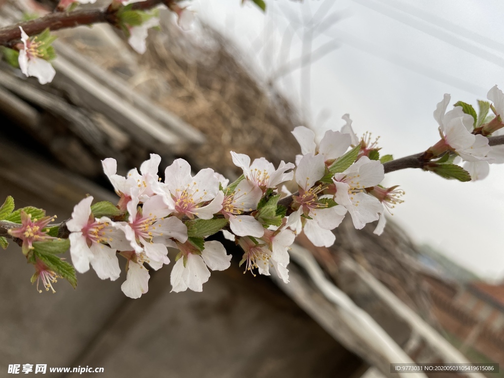 樱桃花