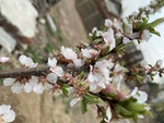 樱桃花