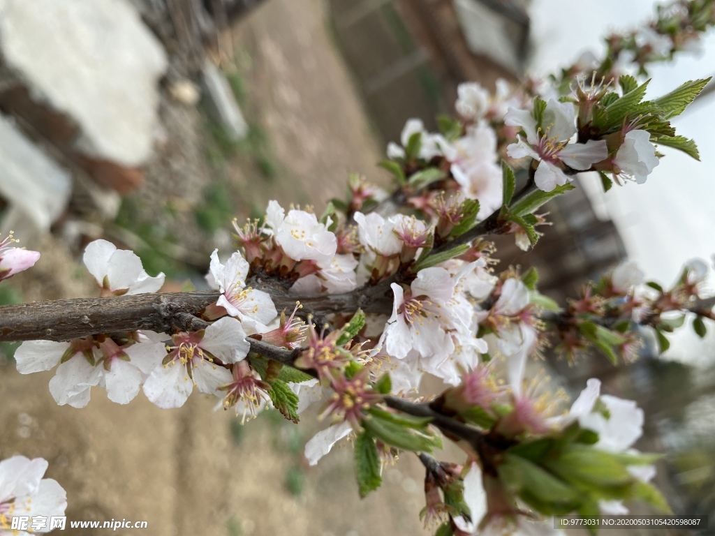 樱桃花