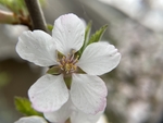樱桃花
