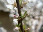 樱桃花