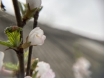 樱桃花