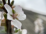 樱桃花