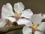 樱桃花