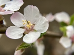 樱桃花