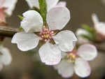 樱桃花