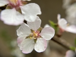 樱桃花