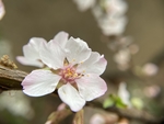 樱桃花