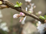 樱桃花