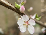 樱桃花
