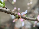 樱桃花