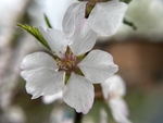 樱桃花